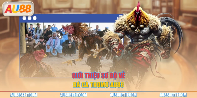 Giới thiệu sơ bộ về đá gà thomo AU88